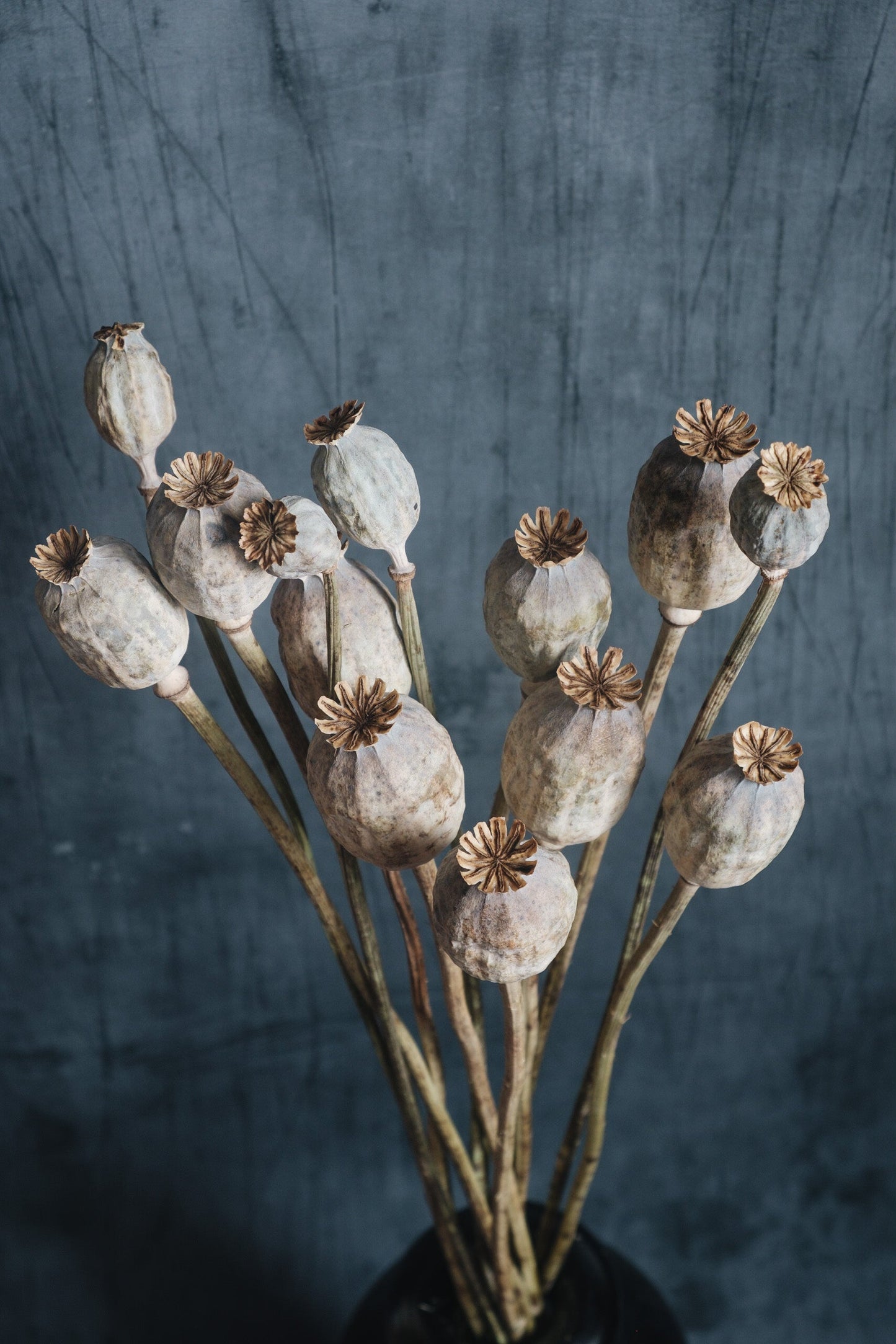 Dried Poppy Seed Heads (Papaver)