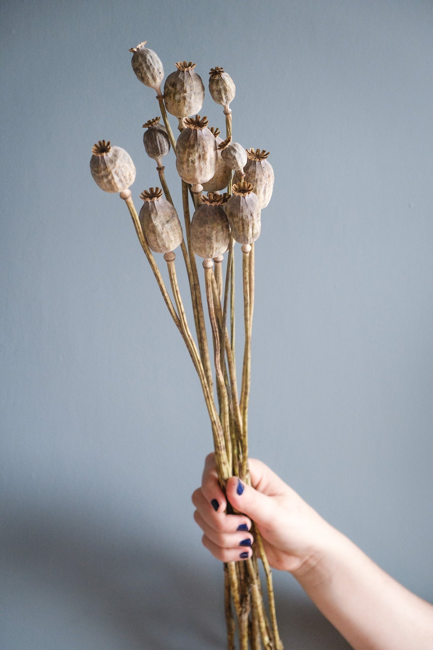 Dried Poppy Seed Heads (Papaver)