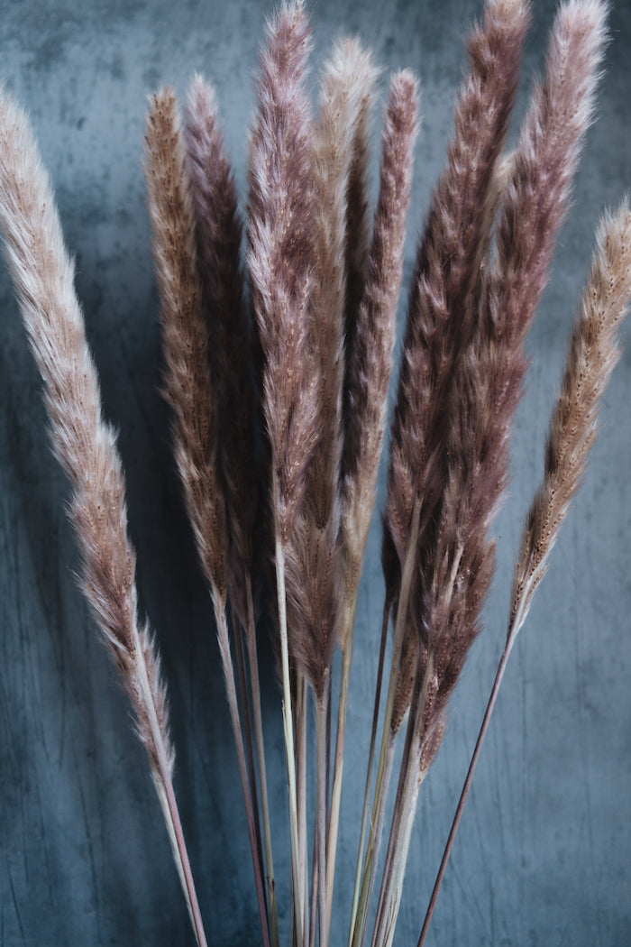 Dried Pampas Grass Bunch