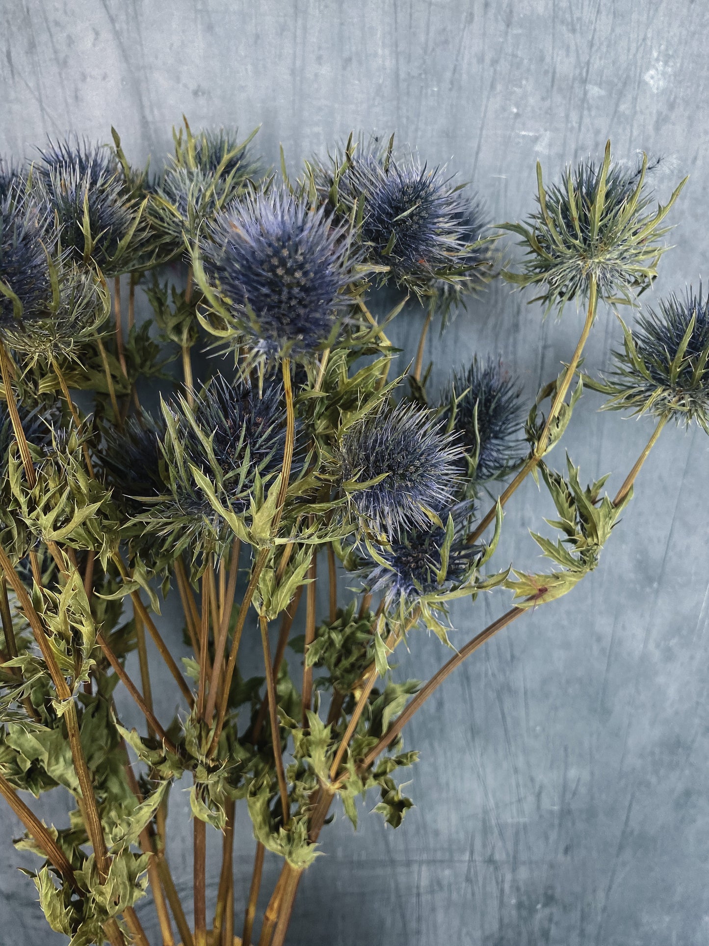 Dried Eryngium Thistles