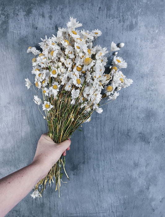 Dried Daisies