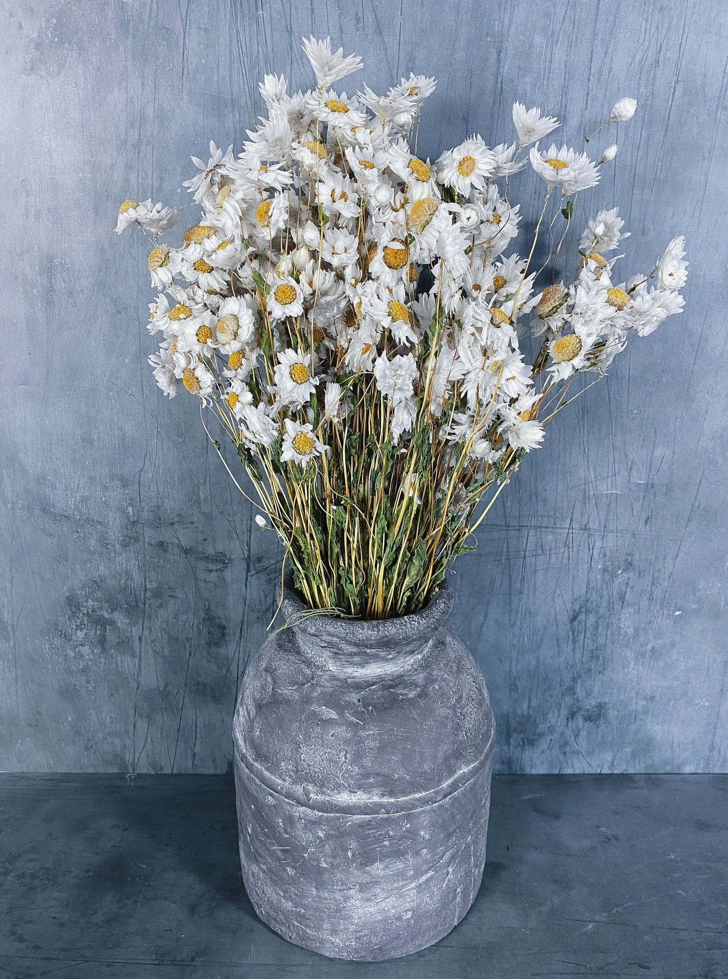 Dried Daisies