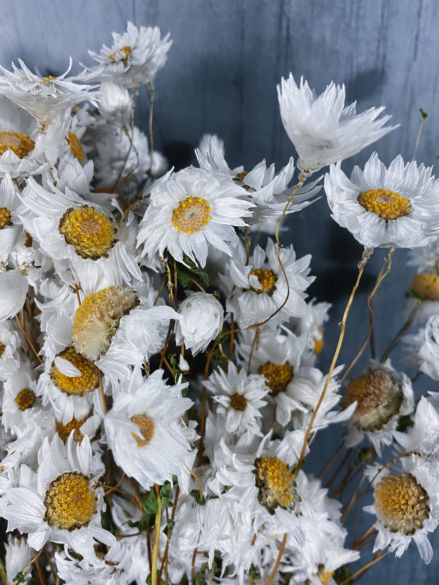 Dried Daisies