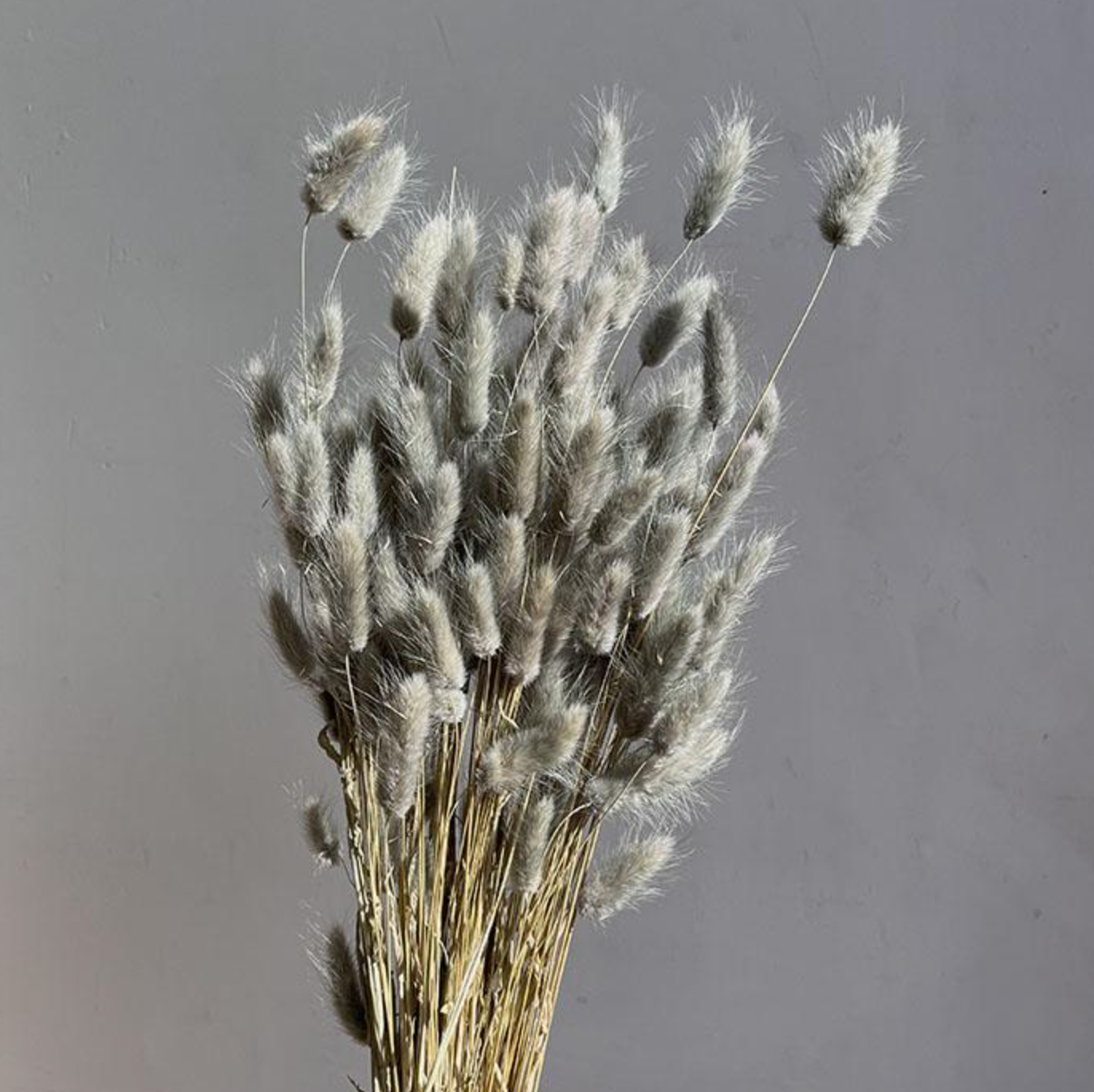 Dried Bunny Tails - Pebble Grey