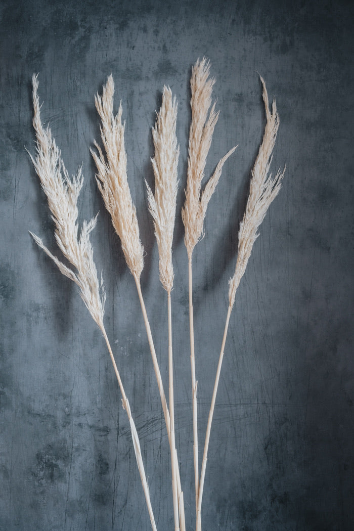 Pampas Grass, Cortaderia selloana bleached