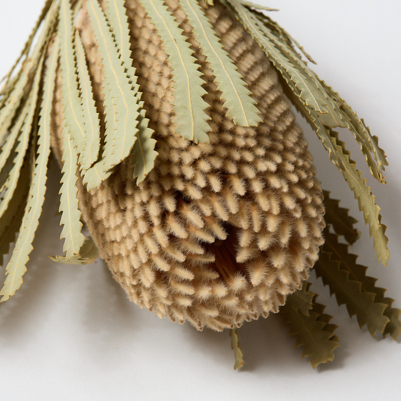 Dried Banksia Hookerana