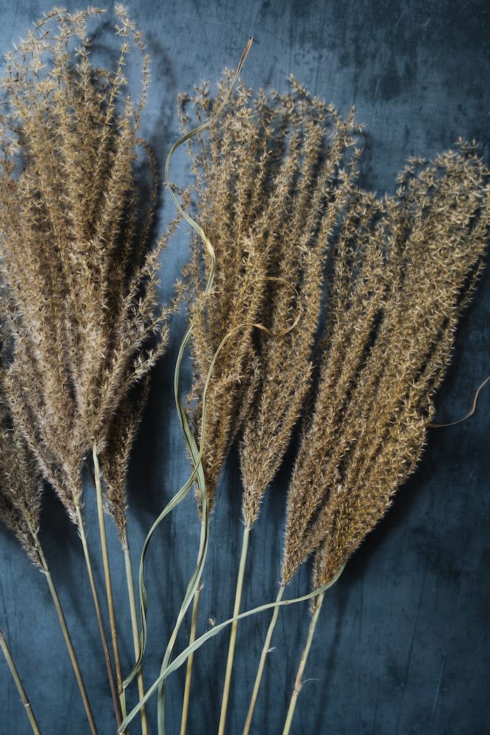 Fluffy Reed Grass - Natural