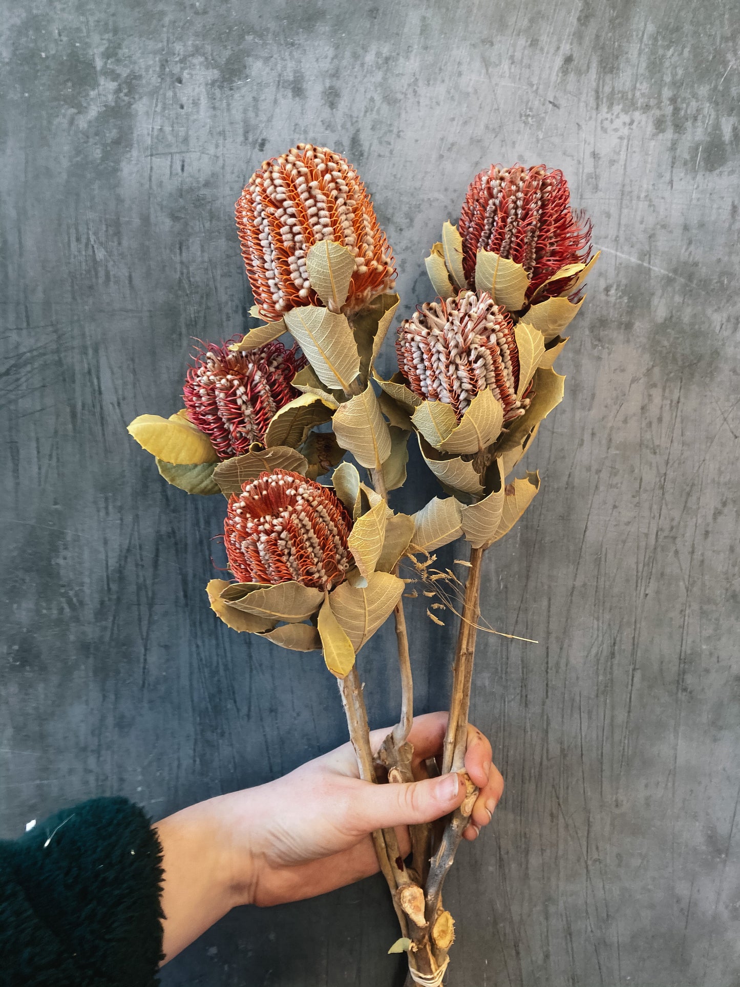 Dried banksia coccinea flowers