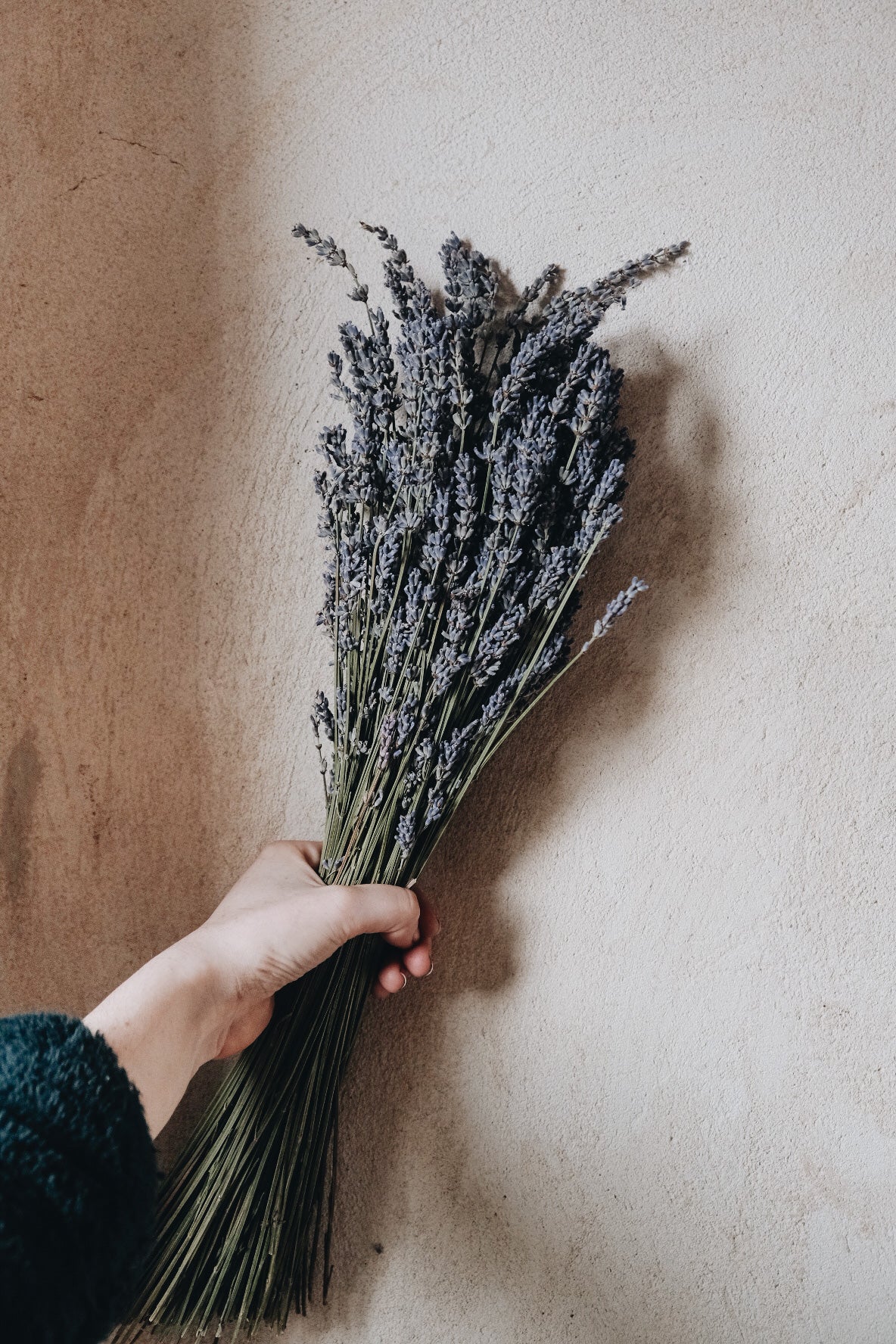 Dried Lavender