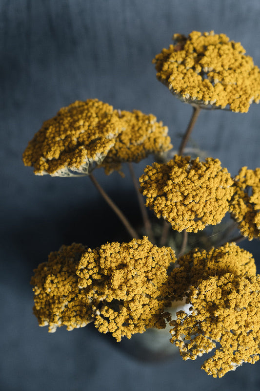 Dried Achillea - Natural Yellow