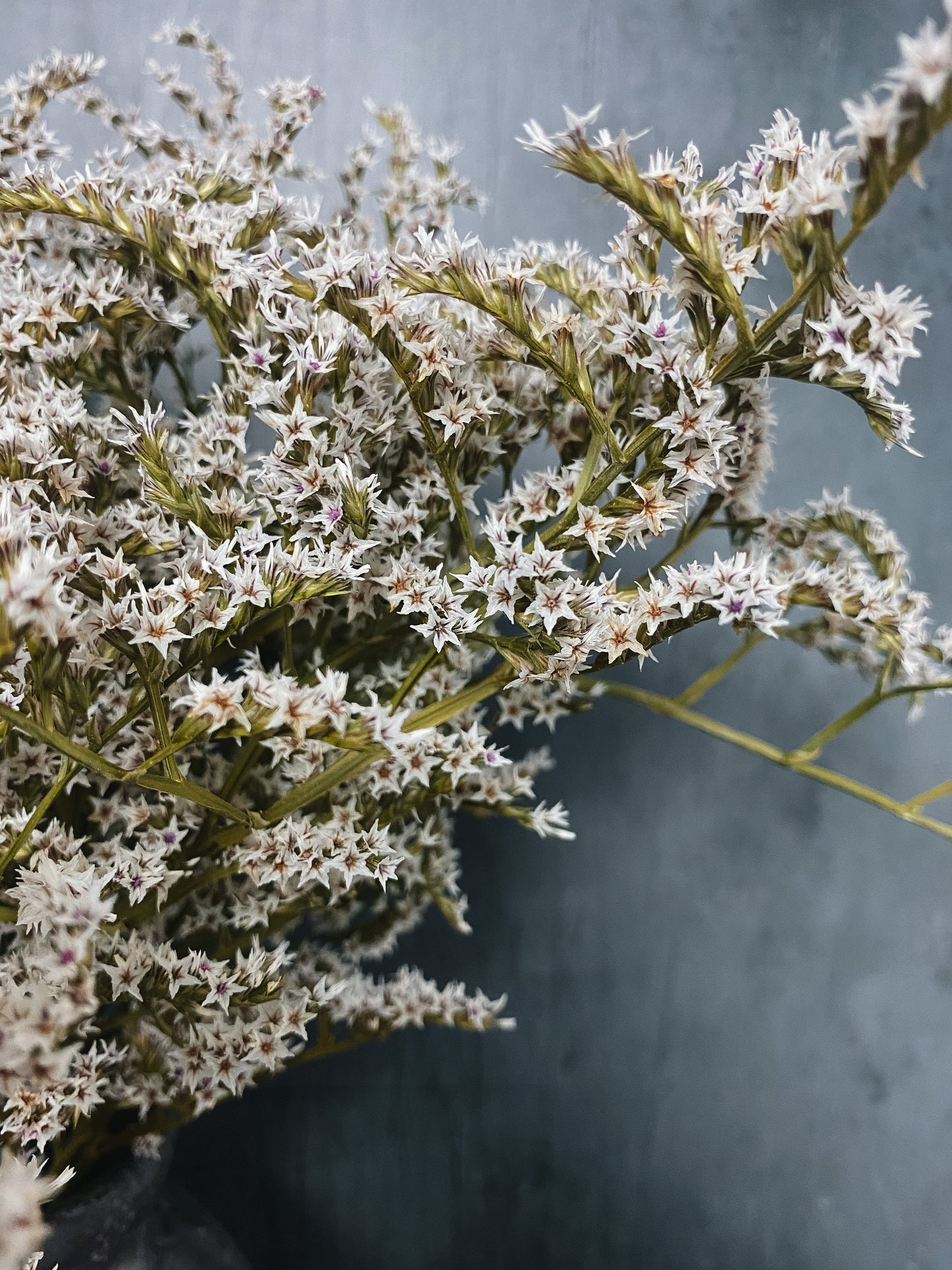 Dried Statice Tatarica - White