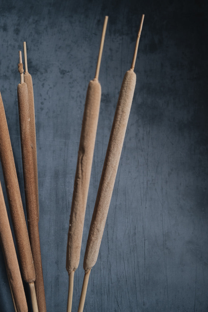 Dried Bulrushes