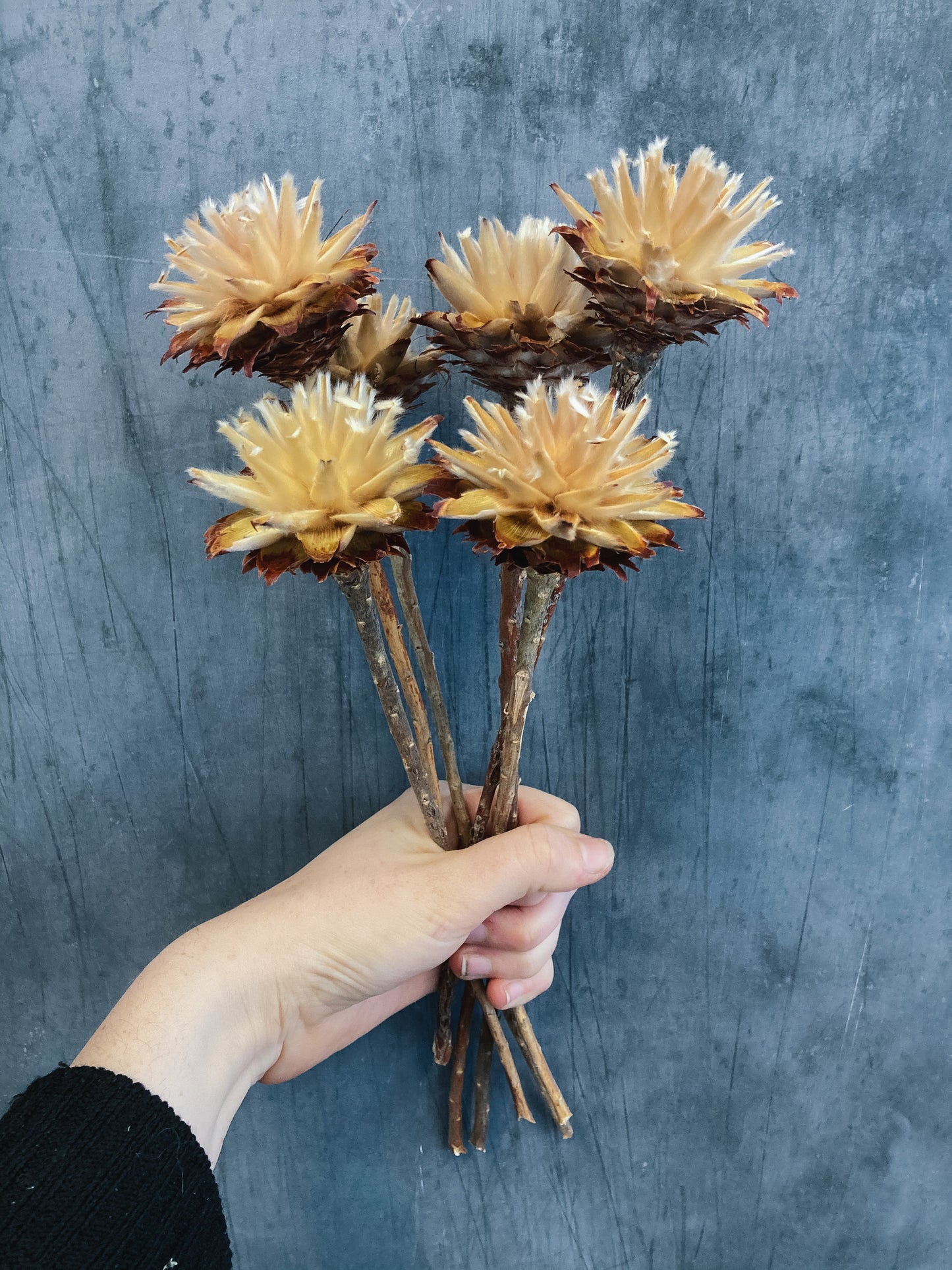 Dried Leucadendron Plumosum Flowers - natural