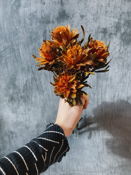 Preserved Plumosum Flowers - Orange