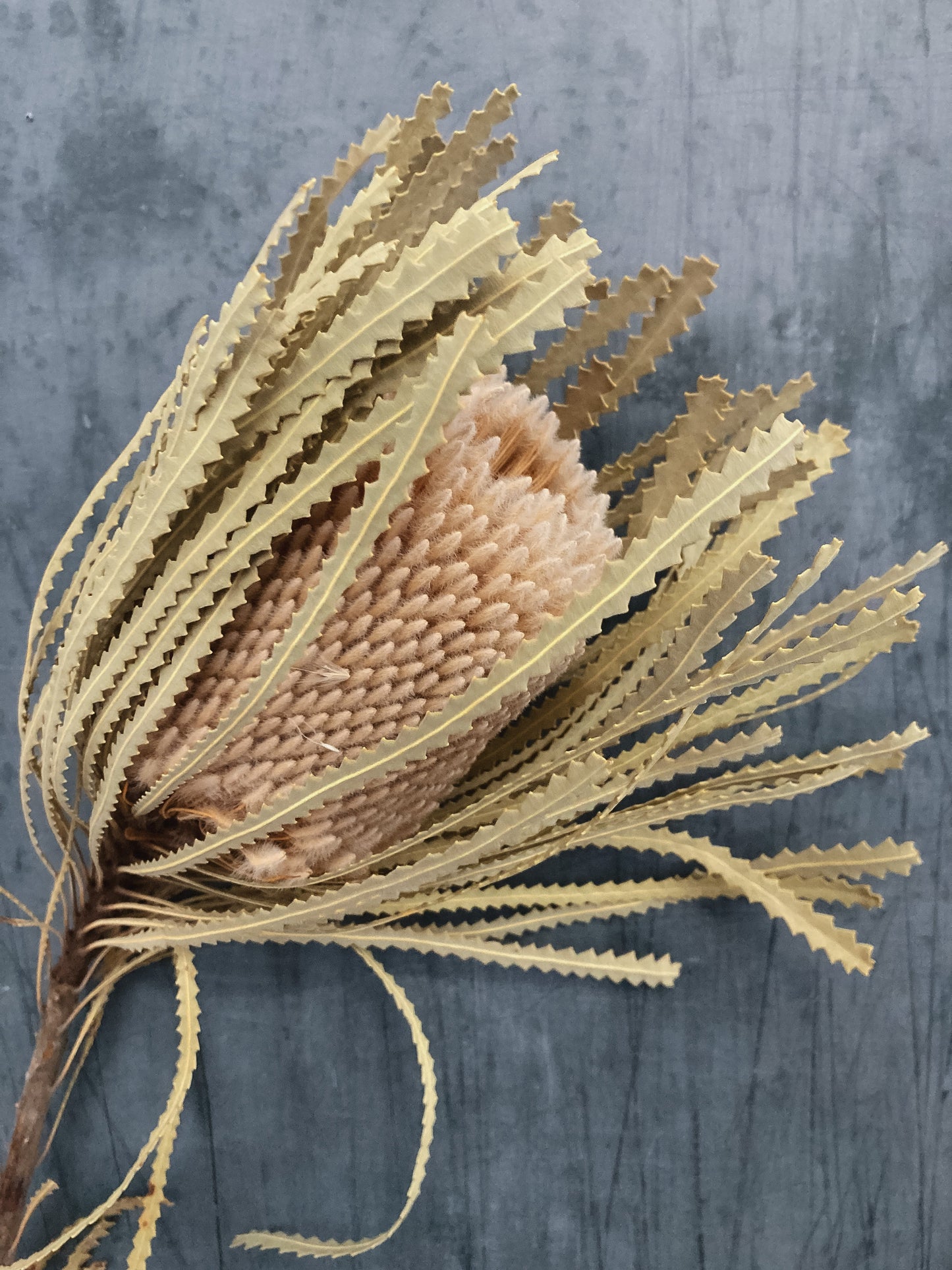 Dried Banksia Hookerana