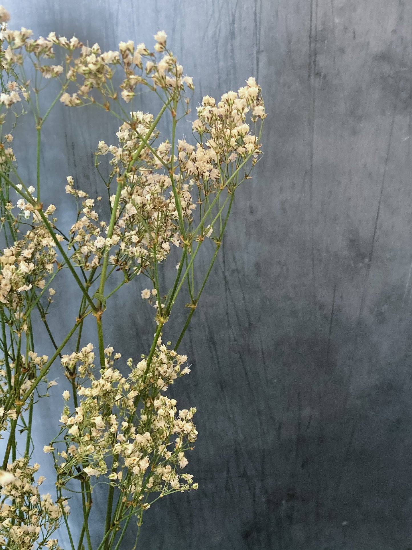 Dried gypsophila