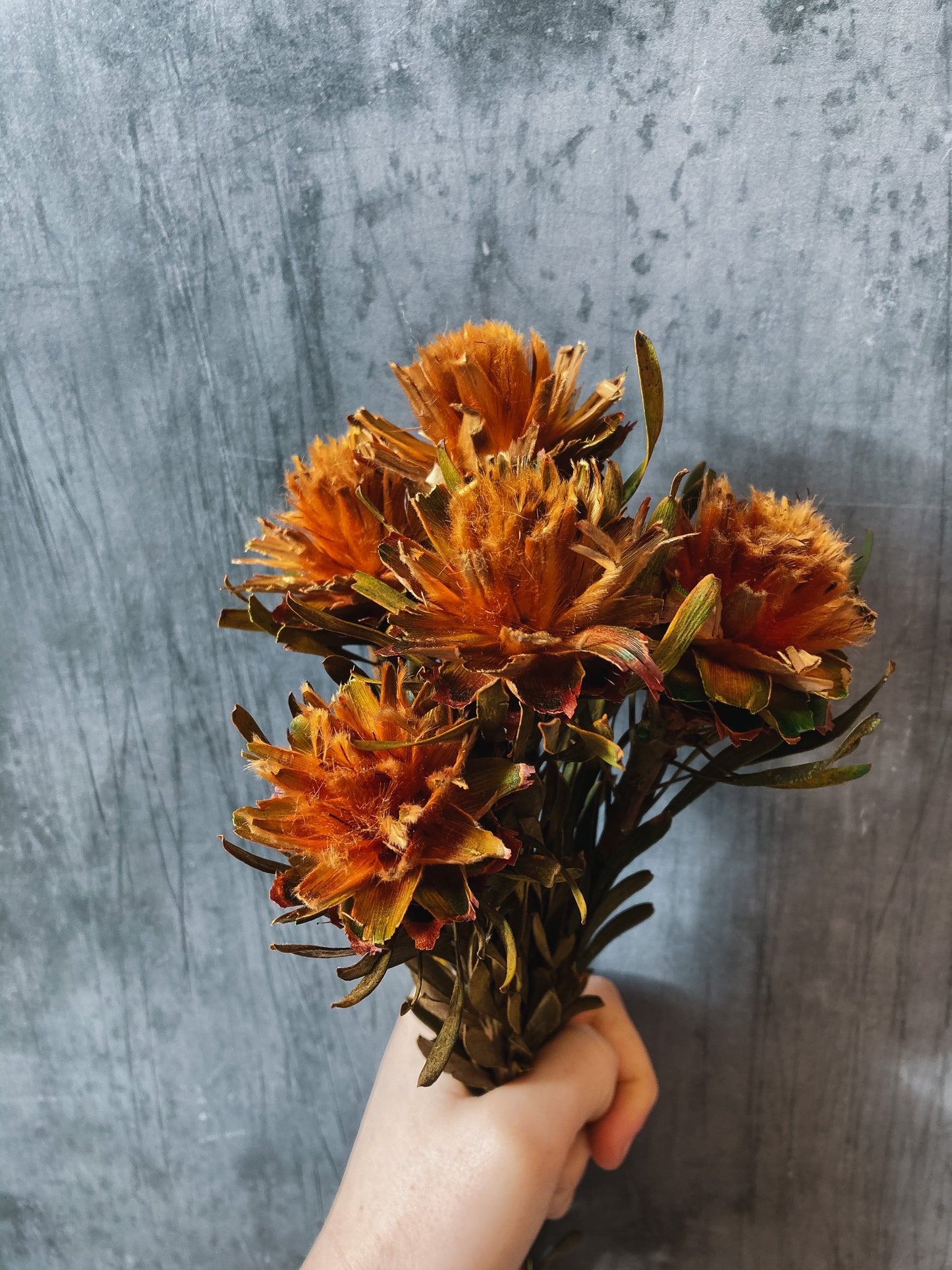 Preserved Plumosum Flowers - Orange