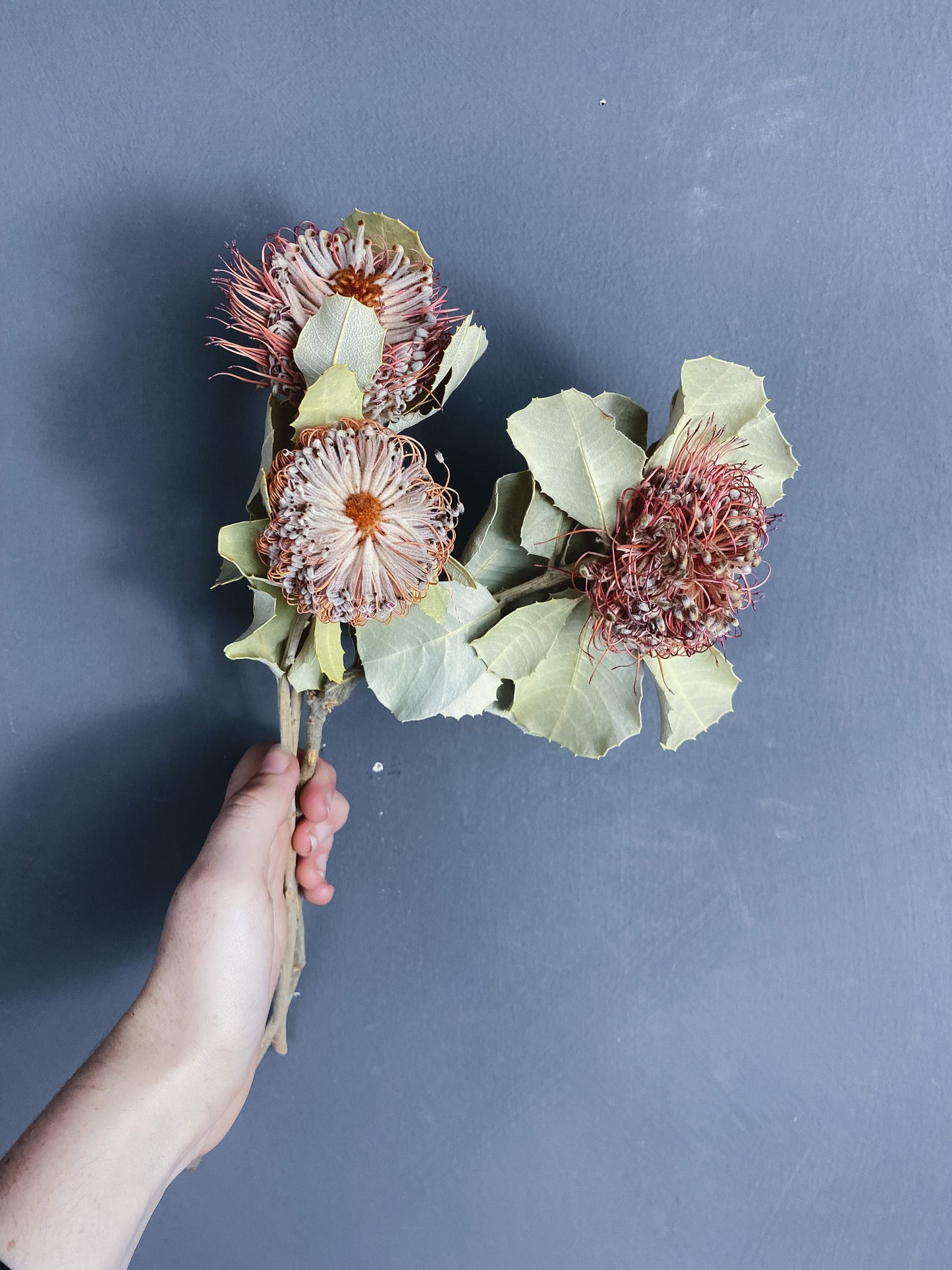 Dried banksia coccinea flowers *seconds*