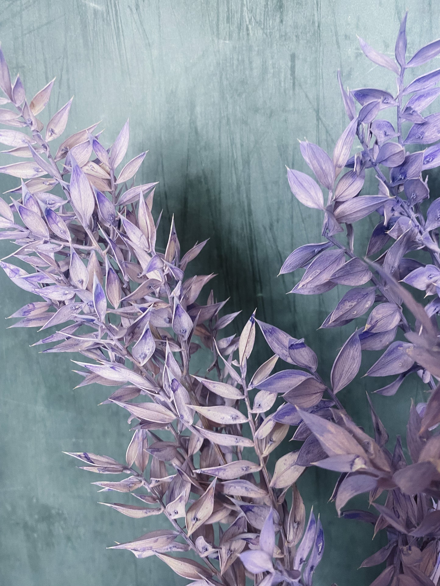 Preserved Ruscus - purple