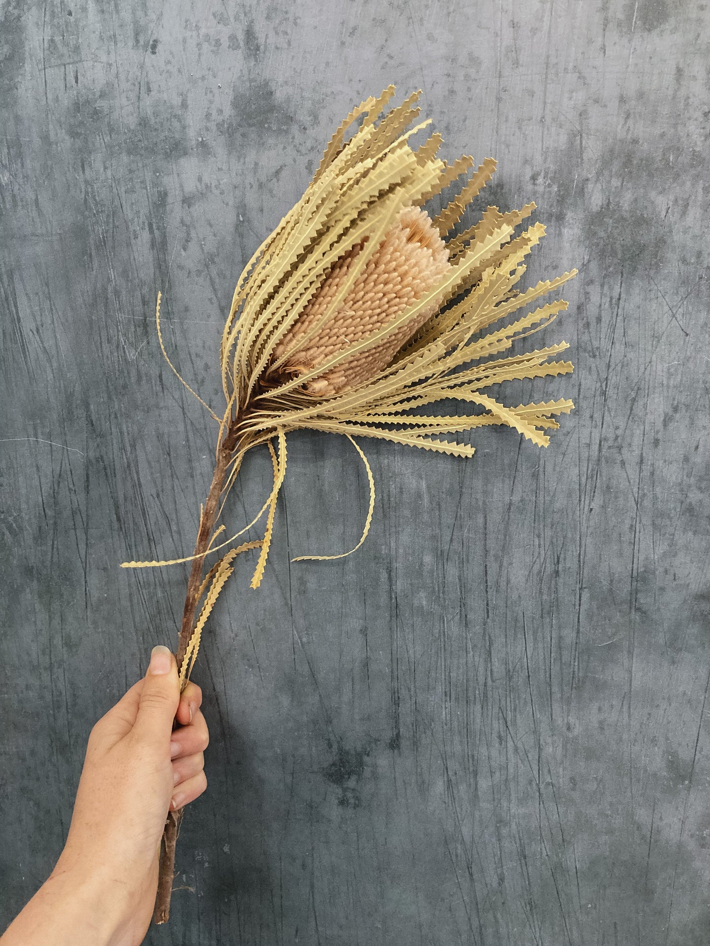 Dried Banksia Hookerana